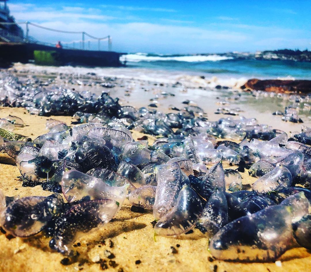 Bluebottles visit Sydney's beaches in droves: Why they arrive each summer