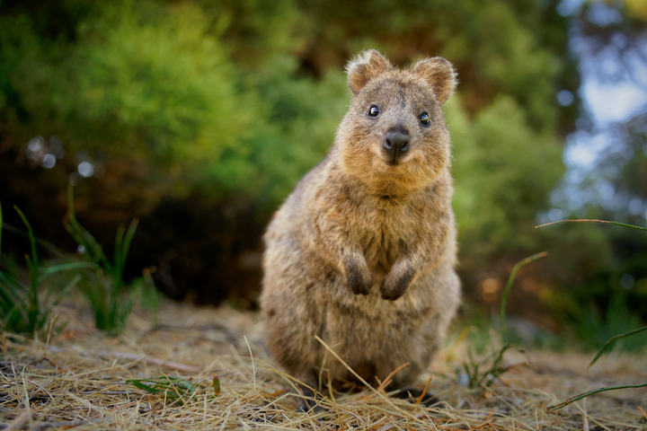 Why this quokka is not in the 'rottenest' mood