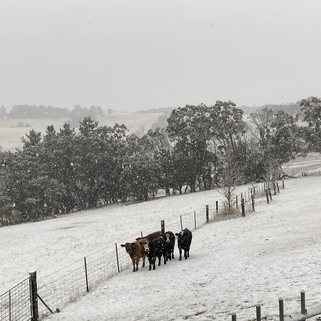 Snow likely a long way north of the mountains