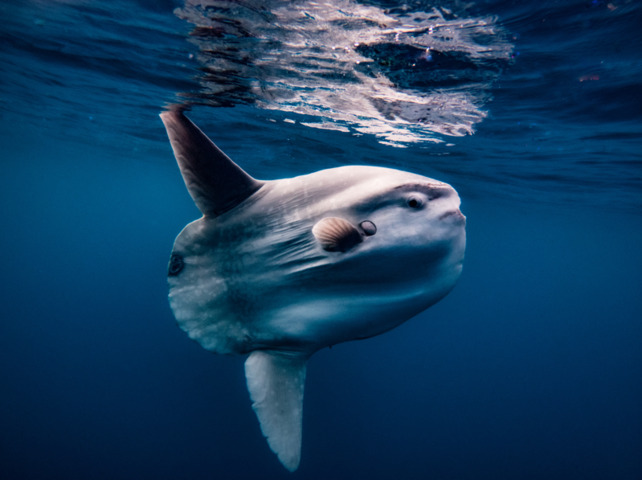 Image: Sunfish are beautiful on the inside. Source: iStock/Flo Li